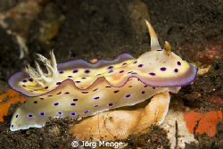 Chromodoris by Jörg Menge 